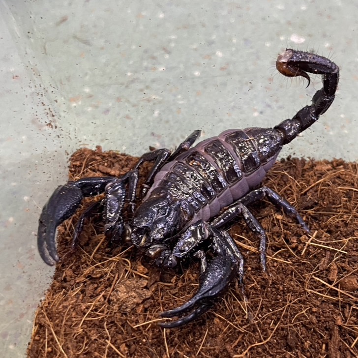 beberep4's tweet photo. 在庫紹介
･Heterometrus longimanus
(Borneo,Indonesia 単為生殖) ¥12,000-
･Heterometrus longimanus ♂
(Sumatra,Indonesia) ¥8,000-
･Heterometrus longimanus ︎︎ ♀
(Sumatra,Indonesia) ¥8,000- https://t.co/89WUYXOyCO