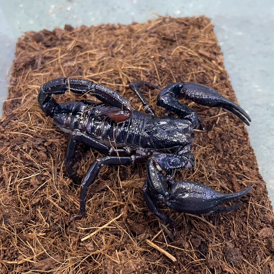 beberep4's tweet photo. 在庫紹介
･Heterometrus longimanus
(Borneo,Indonesia 単為生殖) ¥12,000-
･Heterometrus longimanus ♂
(Sumatra,Indonesia) ¥8,000-
･Heterometrus longimanus ︎︎ ♀
(Sumatra,Indonesia) ¥8,000- https://t.co/89WUYXOyCO