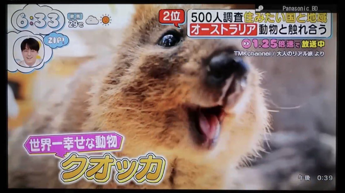 tmp_tg's tweet photo. 【お知らせ📺✨】
今朝の日本テレビ『ZIP!』(@ZIP_TV)「1.25倍速ランキング」コーナーで、私がオーストラリアパースで撮影したクオッカのYouTube動画を放映していただきました！

クオッカの圧倒的な可愛さが全国に届いて嬉しい🐨🇦🇺

👇紹介されたパース旅の本編動画はこちら
https://t.co/rCjQPvPNoE https://t.co/fCtFdTy4ub