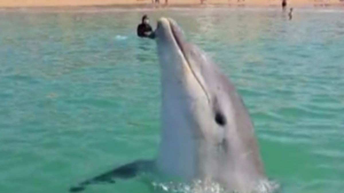 ntv Nachrichten tweet media