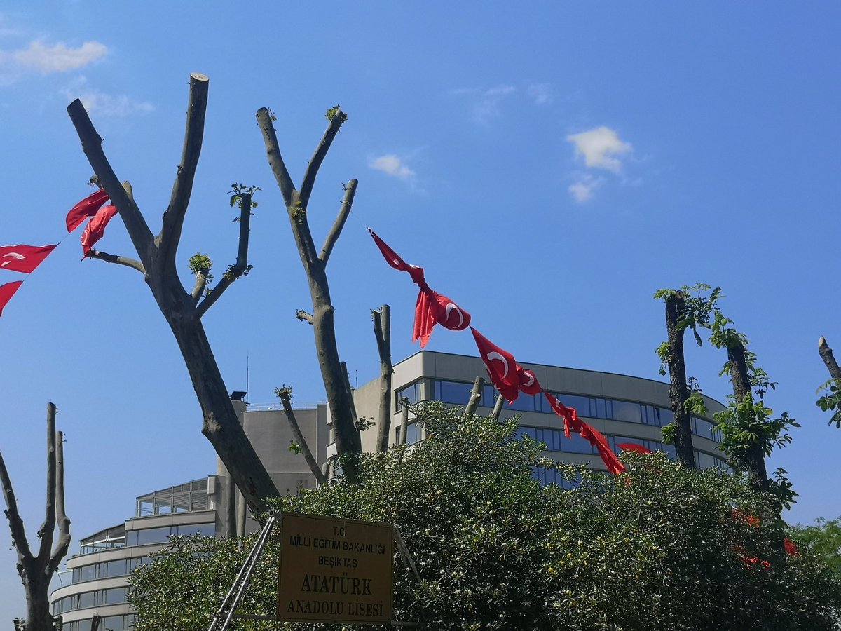 Kuzubudu's tweet photo. Belediyelerde budama ekibi adı altında çalışan kasap ekipleri var. Ağaçlara baharı getirtmiyorlar. Bu kadar yaprak, ağacın gerekli yaşam enerjisini üretmesine yetmez. Çoğu kuruyacak. Acaba bu kuruyan ağaçların odunundan kim rant sağlıyor? Oooh, bedava tarla. Ek, kurut, rantlan. https://t.co/2aQf5h2ud7