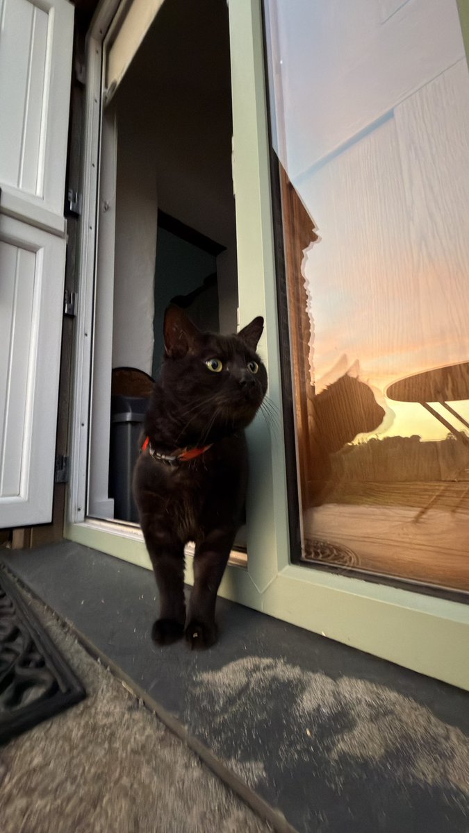 _PizzaPixie's tweet photo. Slinky and Pudding tried going outside last night for the first time! 

As indoor cats they were very cautious, but they really enjoyed watching the birbs and chilling as it cooled down 😌 https://t.co/VLfzciXAfI