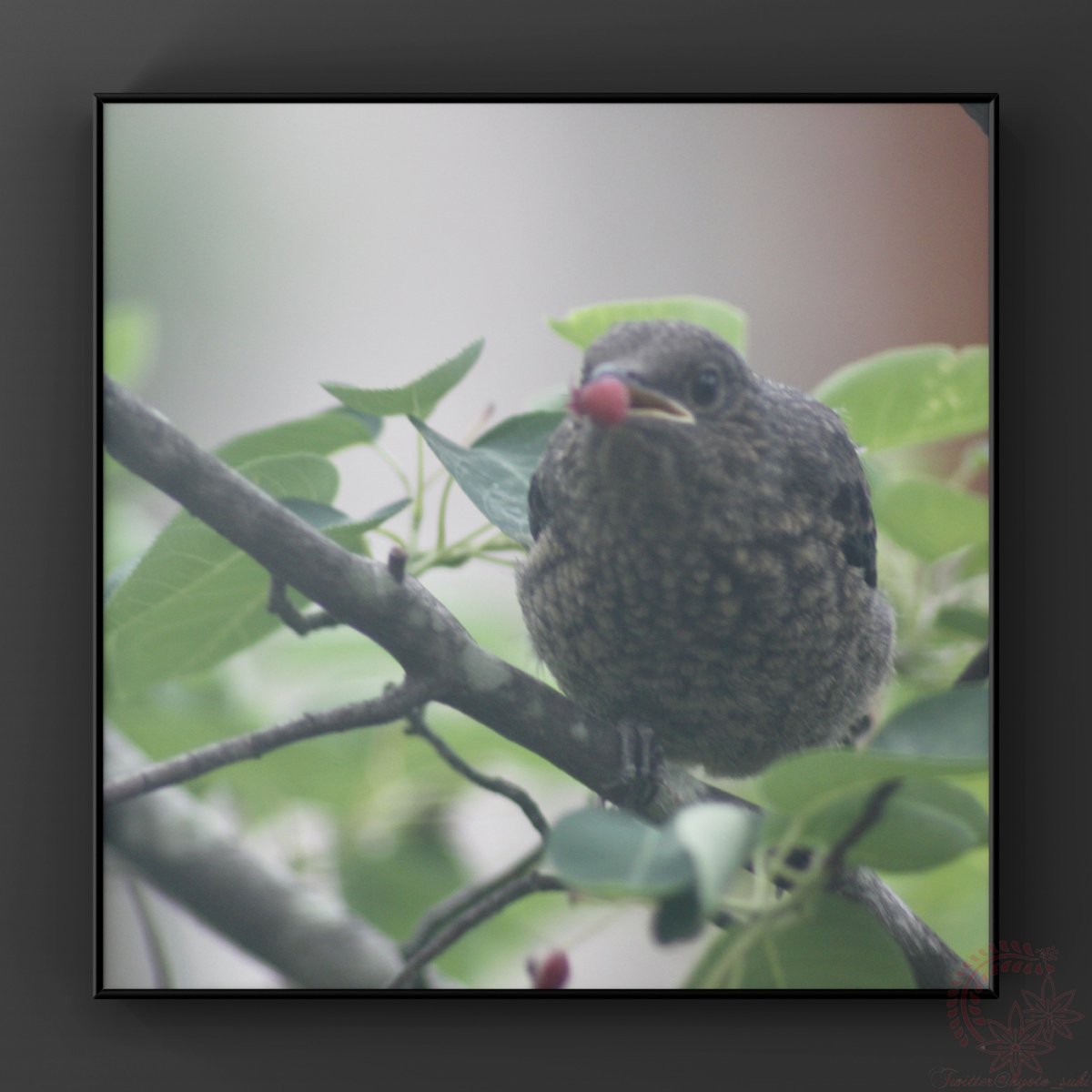 kyoto_suki's tweet photo. お遊びf^_^;)
本日の車窓から。また外した😖
CANON #EOS50D + #Olympus F.Zuiko AUTO-T 300mm F4.5 https://t.co/LMTEOA7JhN