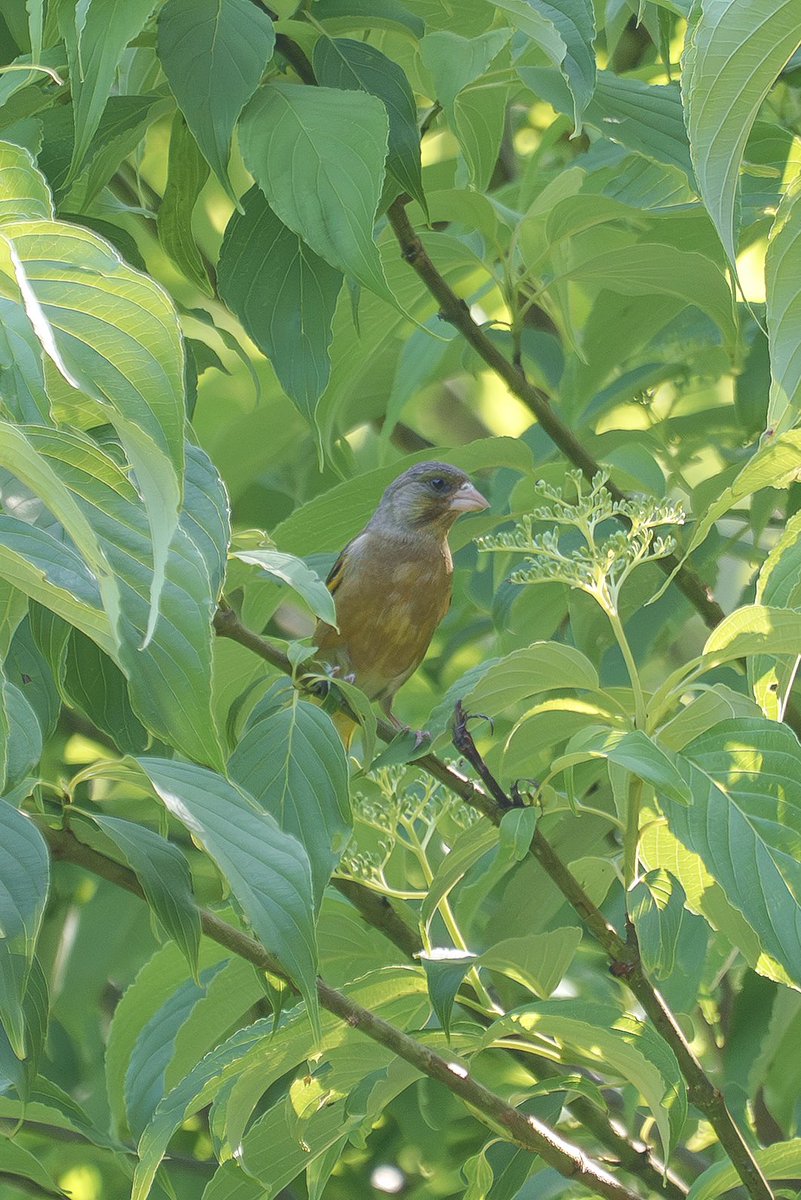 Japan_NatureW's tweet photo. 山間の野鳥
平地でもよく見かける野鳥
#カワラヒワ #orientalgreenfinch
#野鳥観察 #birdwatching https://t.co/anMwg7Cwpu