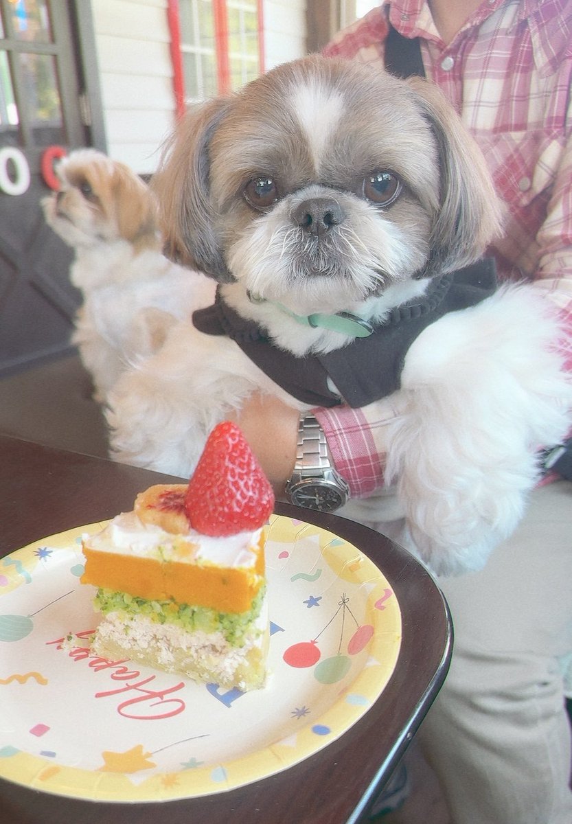 ShihTzu