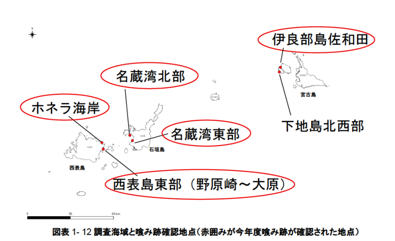 kanmuri_washi's tweet photo. 環境省のジュゴン調査 最新報告書
すごいの出ています。

①名蔵湾東部＝ゴルフリゾートのまさに排水予定口にてジュゴンの喰み跡！
② 名蔵湾北部 水中写真にジュゴンらしき大型動物

「名蔵湾＝ジュゴンの活動場所」重要性明らかです。
開発で壊すなぞ、あってはなりません。
https://t.co/vtvdpZ5boZ https://t.co/h3bxc6ALMW