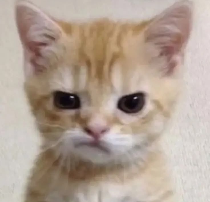 Nyang-ho! ฅ₍^•⩊ •マⳊ tweet media