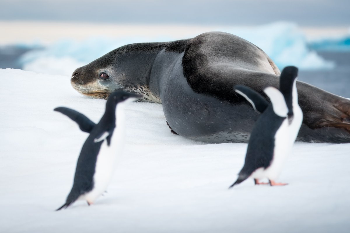 AntarcticaSouth's tweet photo. 🦭 This #WildWednesday, meet the leopard seal: Antarctica’s sleek, spotted apex predator. These hunters prey on penguins, fish, krill, and even other seals. Orcas are their own known predators. ❄️ 
📷 Ocean Image Bank / James Ferrara, Christine Regent, Alex Williams, Vivek Mehra https://t.co/C5lcbfxR8T