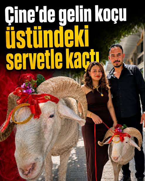 TurnaHaber's tweet photo. Gelin koçu üzerindeki altınlarla birlikte kaçtı !

Aydın'ın Çine İlçesi'nde gelenekler gereği damat adayı tarafından süslenip altın bilezik ve takılarla kız evine hediye edilen kurbanlık koç kaçtı

Tüm aramalara rağmen bulunamayan koç için  " Serveti aldı kaçtı" yorumları yapıldı https://t.co/8af5rChhrj