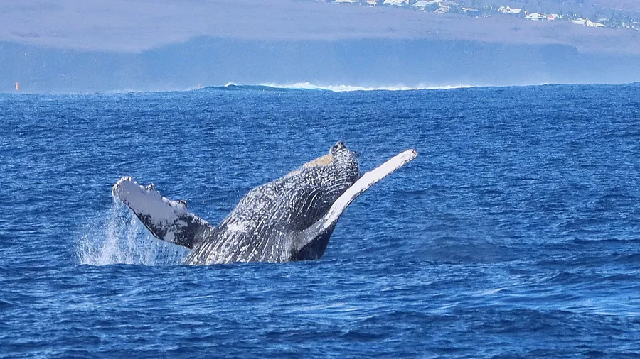 la1ere's tweet photo. 🐳La Réunion : une baleine à bosse observée à Saint-Gilles, la saison est lancée !

💻📱https://t.co/P0XcgbitlX https://t.co/TNFKPXPStx
