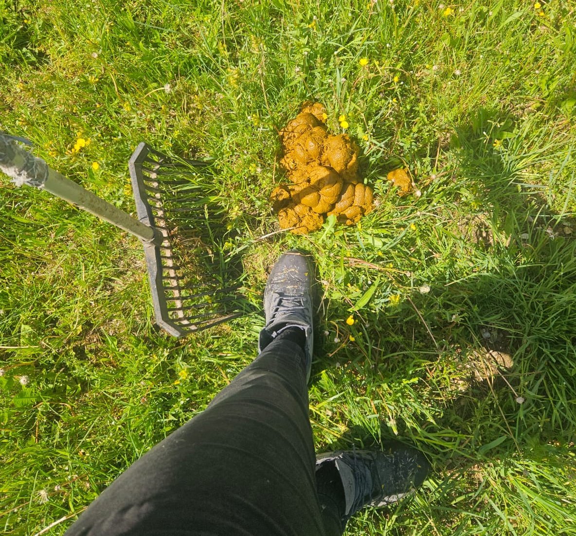 VGestuetsherrin's tweet photo. Selbst dieser frische Mist auf meinen Koppeln hat für das Ökosystem hier mehr Funktion und Berechtigung als deine Existenz. Während deiner Mittagspause solltest du dringlichst an deiner einzigen Daseinsberechtigung arbeiten 👑🙇 https://t.co/OzE6aLF6P4