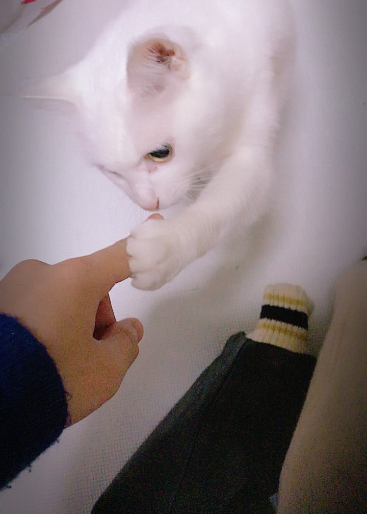 ゆきそら様お取置きレジンヘアゴム 風船に乗った猫ちゃん お空の旅No.960 ぼくがはじめて拾ってきた猫 そらちゃんが今朝、人生を終えて新しい旅