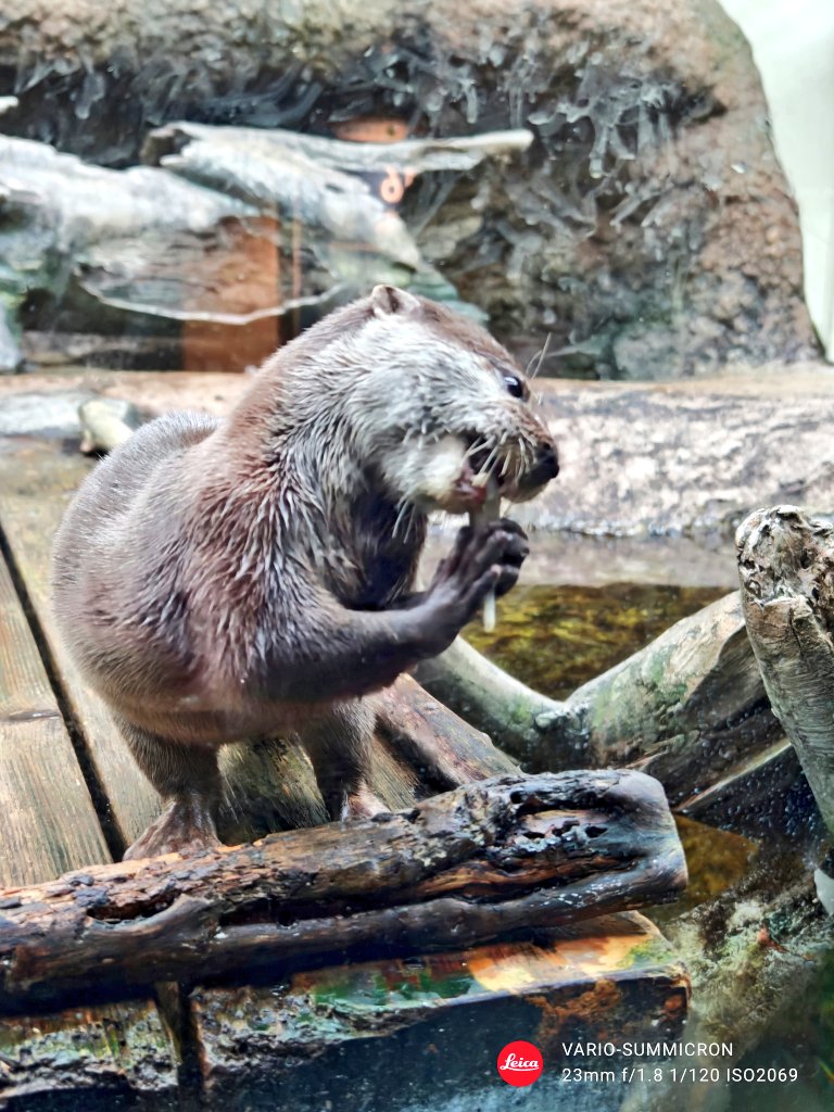 minmimonmo's tweet photo. 本日は世界カワウソの日🦦

全てのカワウソに幸あれ|･ω･´)♥

 #うみの杜水族館 https://t.co/Gx9QbBgAFy
