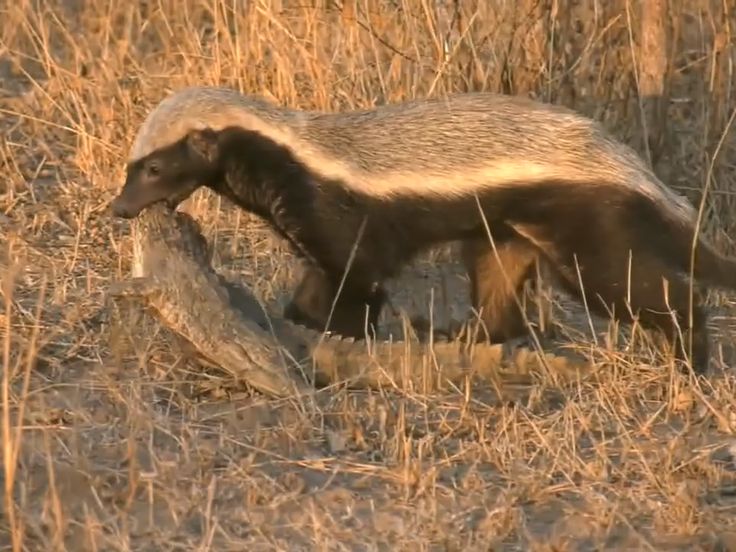 Honey Badger tweet media