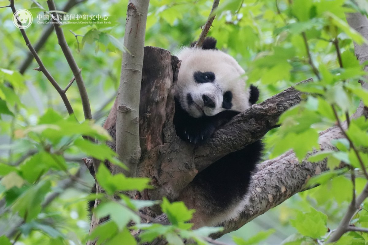 likingpanda's tweet photo. (2) Bao Bao and babies: Xiu Ying and Xiu Hui 🥰

#baobao #xiuying #xiuhui 📷CCRCGP https://t.co/xiTZOcfTgu