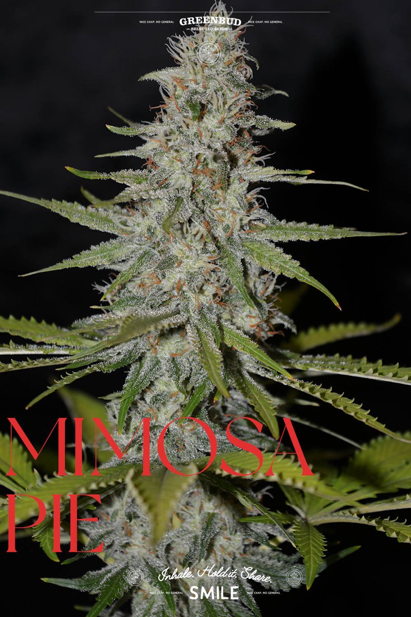 GreenbudSeeds's tweet photo. New shots of MIMOSA PIE from the Greenbud Seeds Limited Edition line. 🍊✨

Bright tangerine, sweet lemon cream and tropical terps wrapped in dense resin production and balanced hybrid structure.

A citrus symphony conducted the Greenbud way.

#GreenbudSeeds #CannabisGenetics https://t.co/UYmFcwvk6N