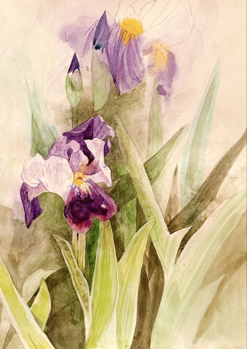 IRIS