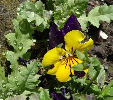 Cathar1a's tweet photo. #mei_nmooistefotos #dag27 #druppels @AnitaPeeters Fijne dag vandaag. https://t.co/NwqN4khwX0