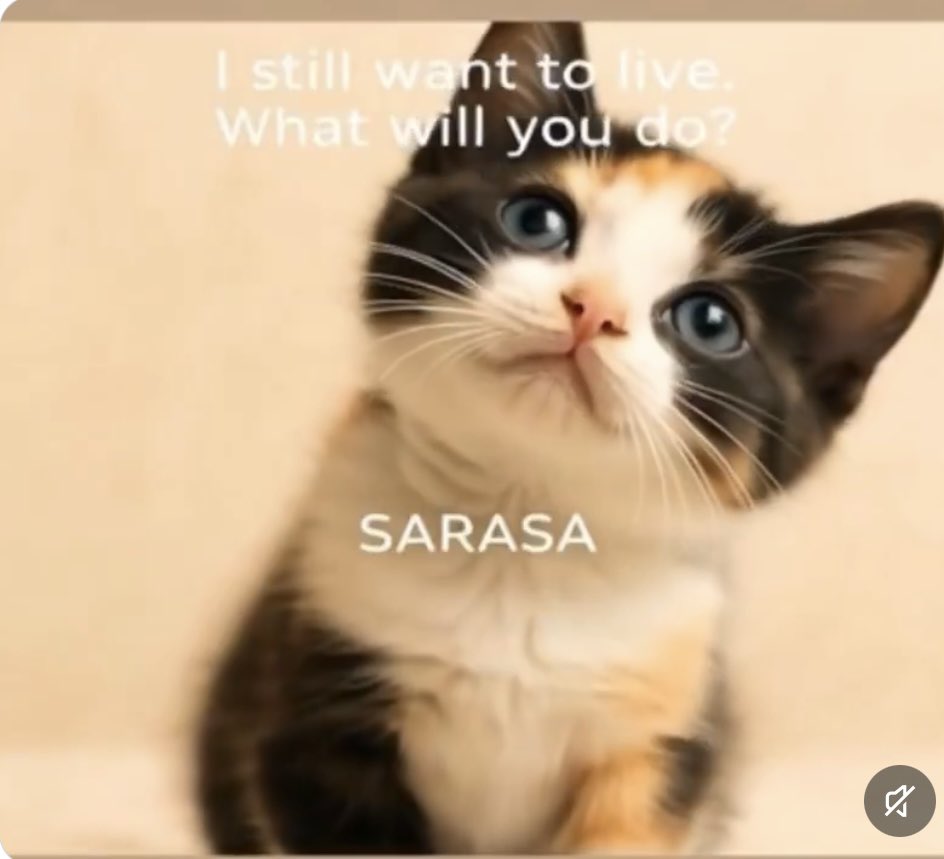 Ree520860716018's tweet photo. This was part of a discussion in 2025 regarding the absence of animal cruelty laws in China in response to cat torture cases. https://t.co/hq0FBGMeir