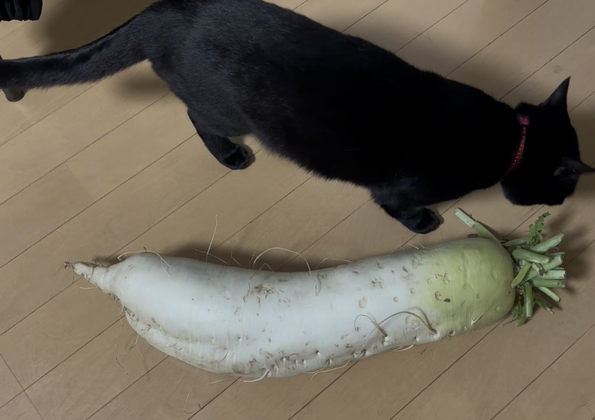 cyarakoto's tweet photo. 猫と同じ大きさの大根もらった🤣
 #ねこ4300g  #大根4300g https://t.co/yeVGmicuSm