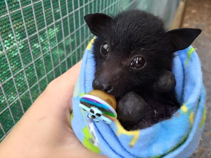 Bat 🦇 tweet media