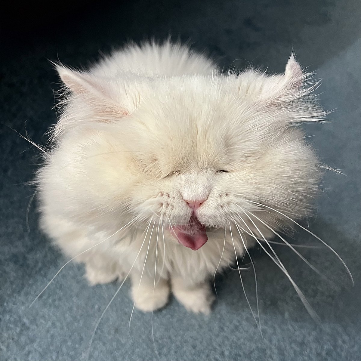 MoetBlindCat's tweet photo. Chandie says happy Whiskey Wednesday!!

#cats #catsolutefest2026 #catsofx #blindcat https://t.co/18fvnKuk4k