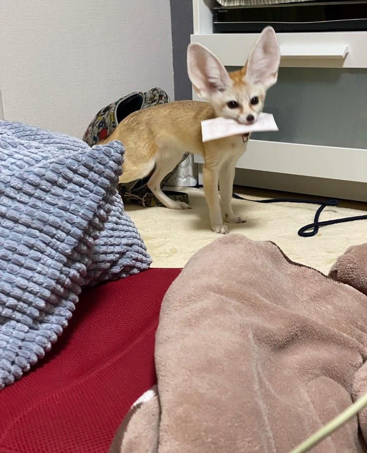 🍁 𝓣𝓱𝓮 𝓕𝓸𝔁 𝓛𝓲𝓯𝓮 🌾🦊 tweet media