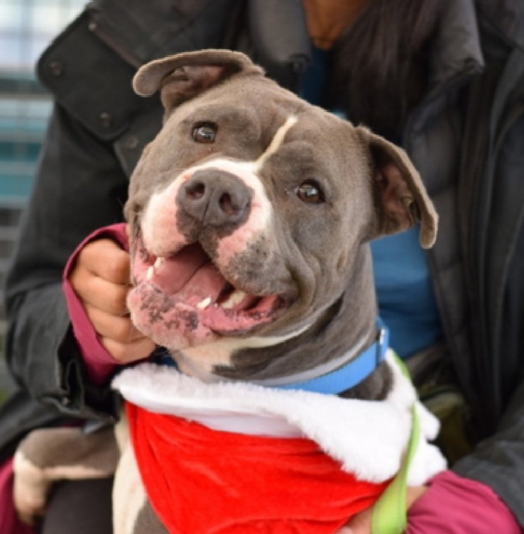 MorgFairsdogs's tweet photo. Ellie 241644
Relisted TBK 5/28
#NYCACC #AdoptMe 
A pretty 3 yr old girl
Found tied to fence
Social &amp; affectionate in care
Pinned small dog to floor in prev home, was able to disengage w/treats
ok for kids 13+
Save Ellie!
https://t.co/WK6pXKvi2A
#Pledge4Rescue #foster #adopt https://t.co/fIXNLjODNI
