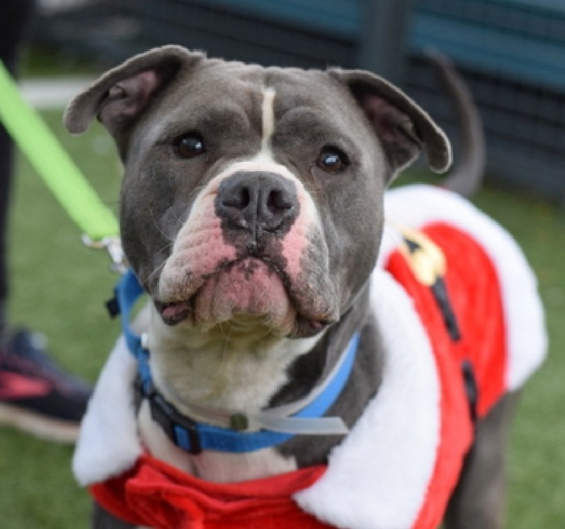 MorgFairsdogs's tweet photo. Ellie 241644
Relisted TBK 5/28
#NYCACC #AdoptMe 
A pretty 3 yr old girl
Found tied to fence
Social &amp; affectionate in care
Pinned small dog to floor in prev home, was able to disengage w/treats
ok for kids 13+
Save Ellie!
https://t.co/WK6pXKvi2A
#Pledge4Rescue #foster #adopt https://t.co/fIXNLjODNI