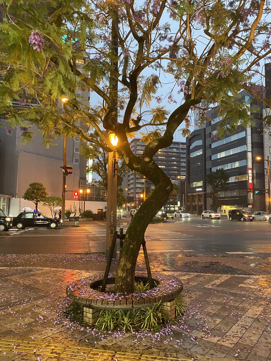 LGichiro's tweet photo. 散ってた https://t.co/ka2wIEp0eB