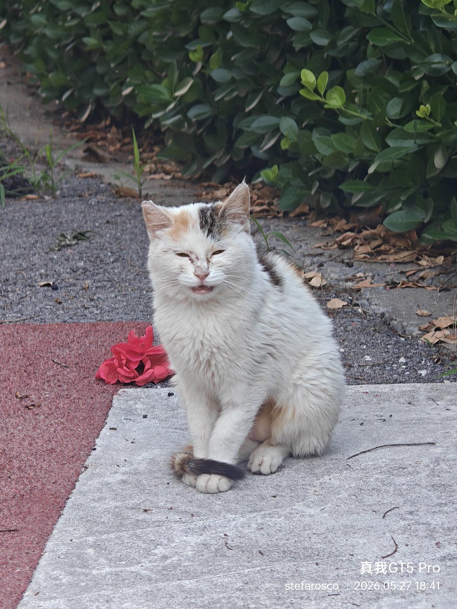 Stefarosco's tweet photo. 小猫 https://t.co/808LISi4gh