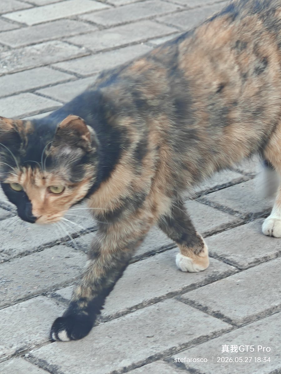 Stefarosco's tweet photo. 小猫 https://t.co/808LISi4gh