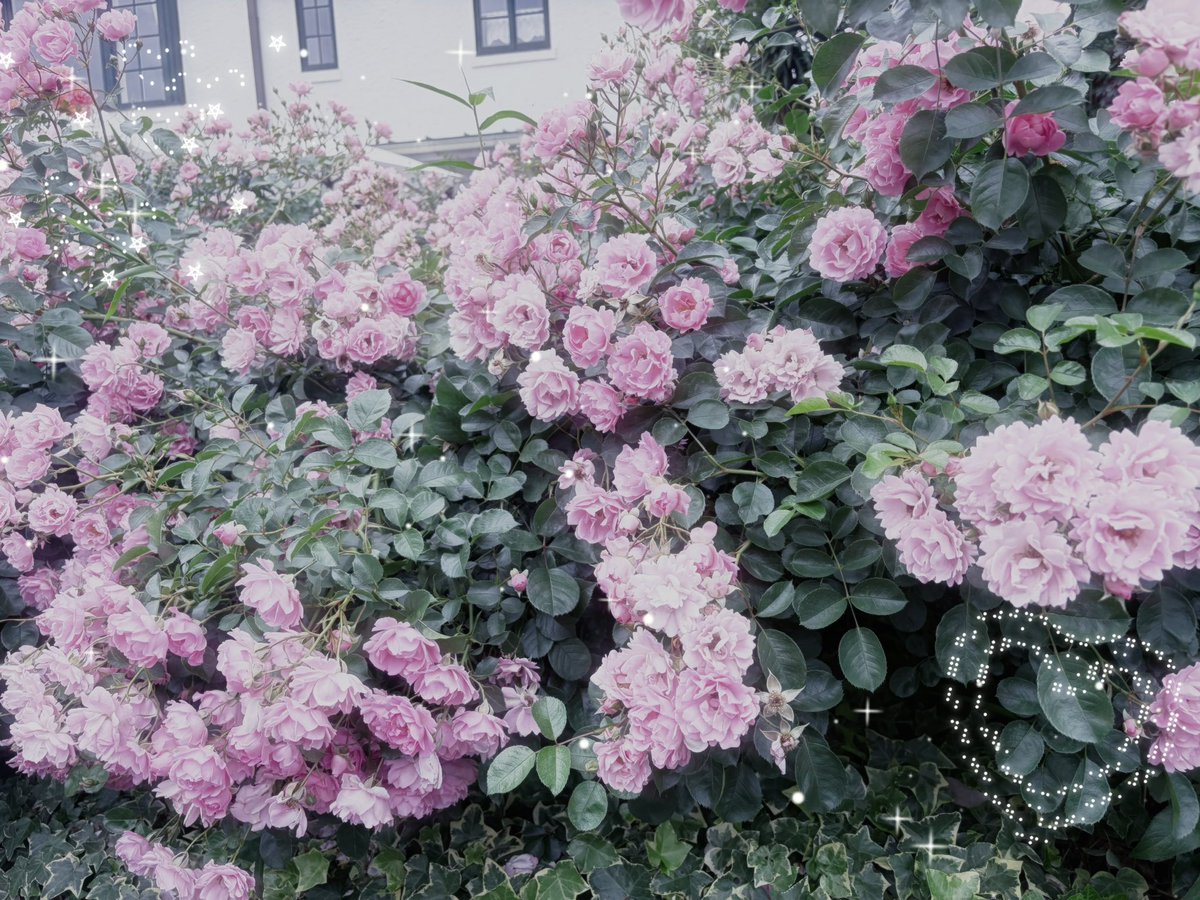 ♡ ˚ ₊˚