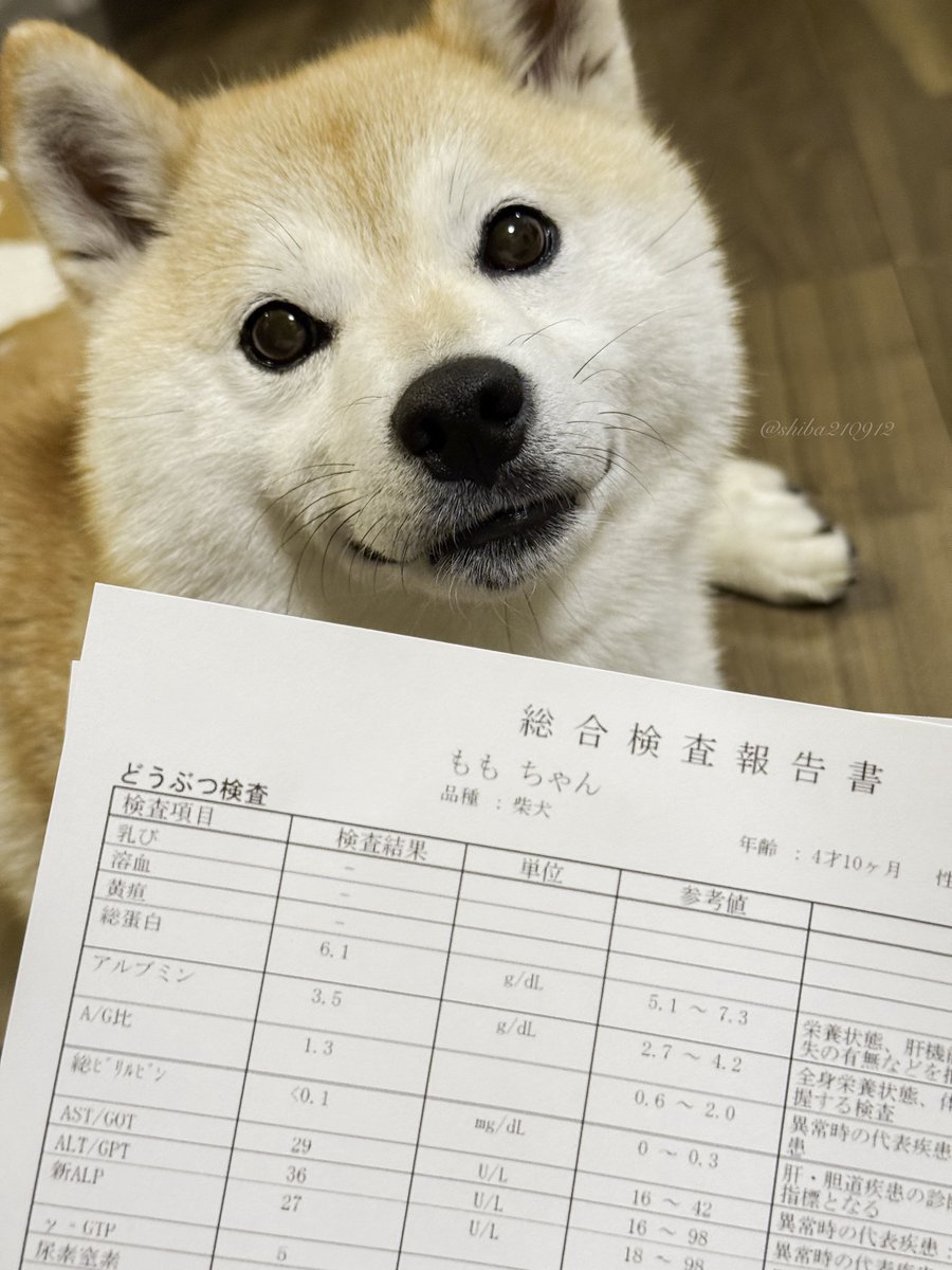 柴犬もも (@shiba210912) / Posts / X