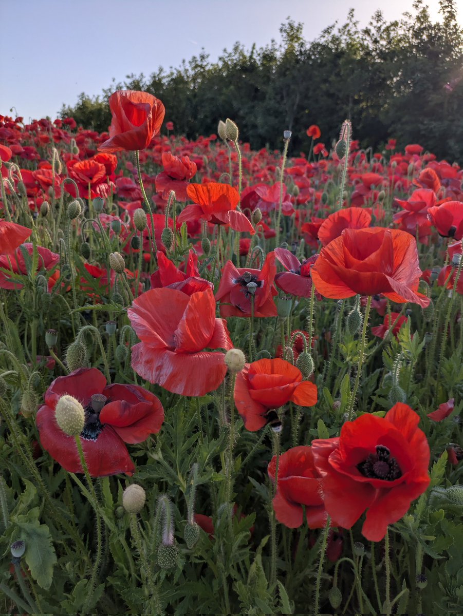 cfaria108's tweet photo. @Havenlust "In Red" https://t.co/V3tHAxQ2Bp