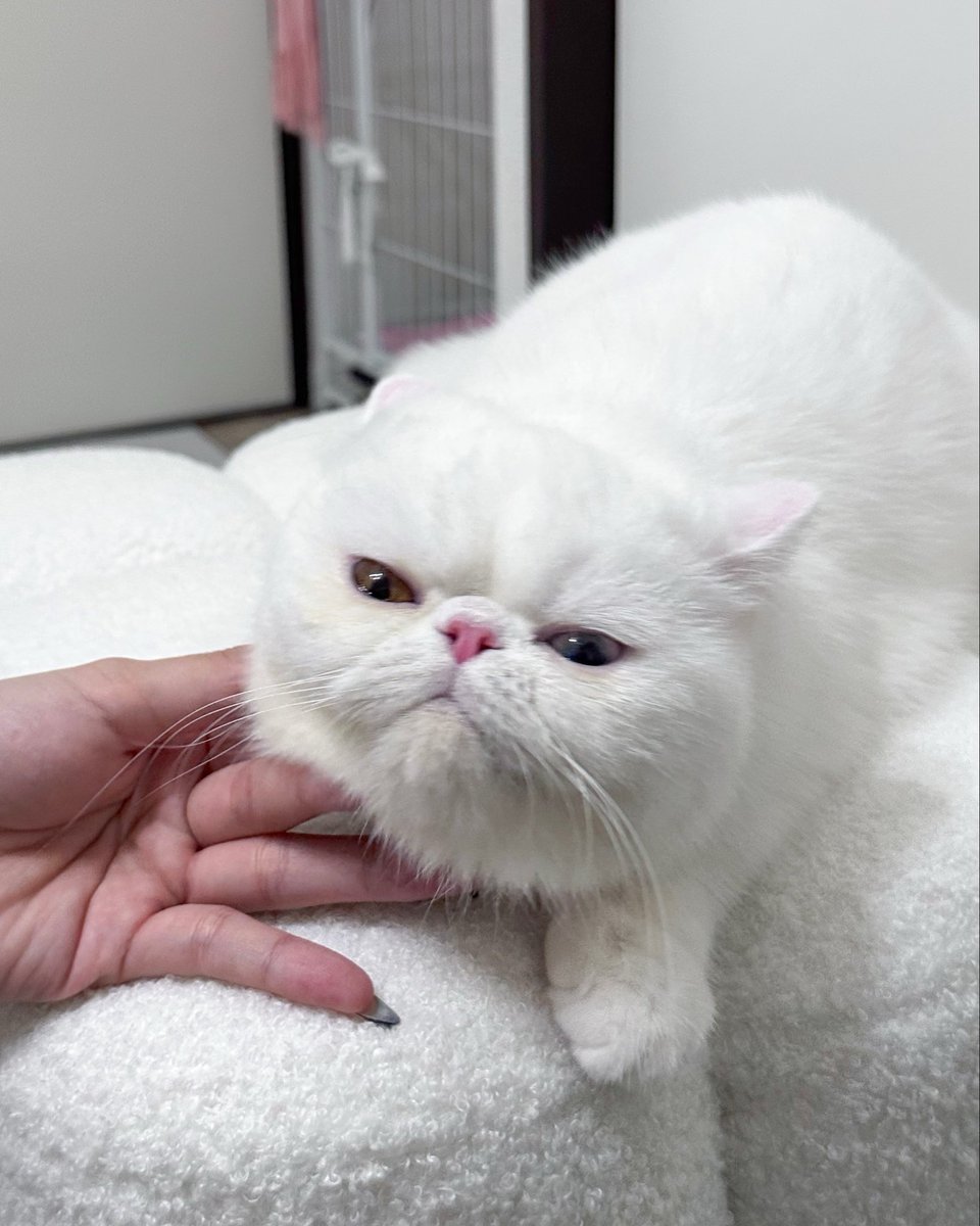 猫と付き合う tweet media