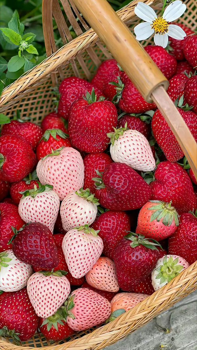 Jiya_med's tweet photo. strawberry https://t.co/odJFuX73rI