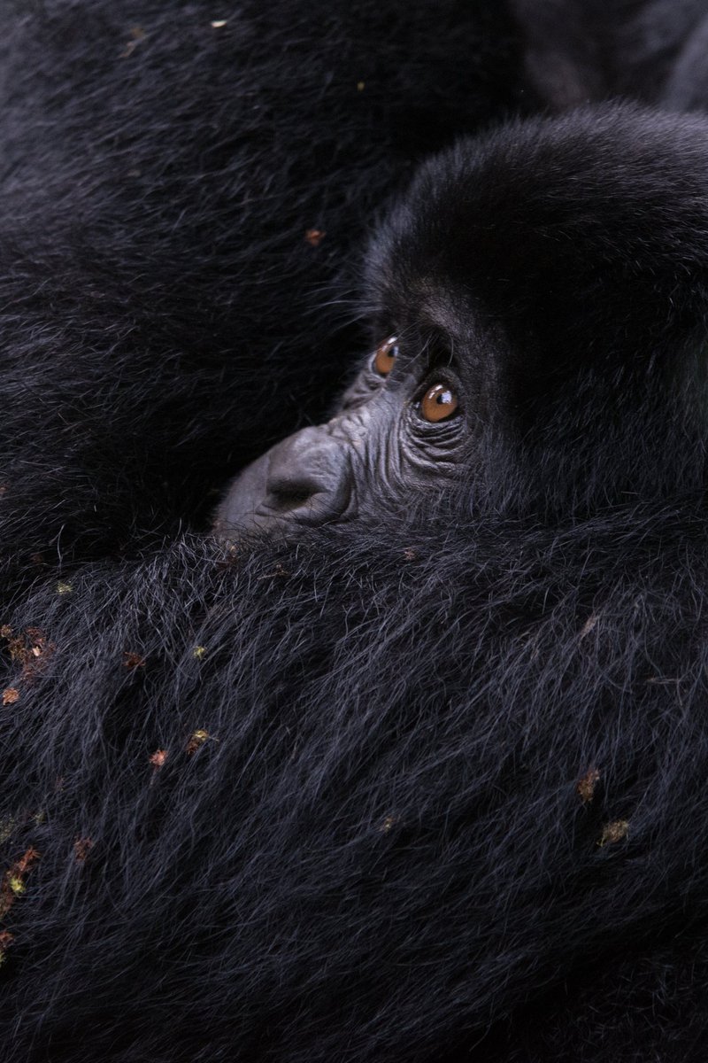 home2africa's tweet photo. A mother monkey’s love is pure nature’s magic 🐒❤️
She carries, protects, and teaches her baby every step of the wild journey. Witness these beautiful moments in Africa’s wilderness.
Book your next safari with https://t.co/yMyvJyUyhj
#Wildlife #MonkeyLove #Safari #ExploreAfrica https://t.co/jQ79n6A8JA
