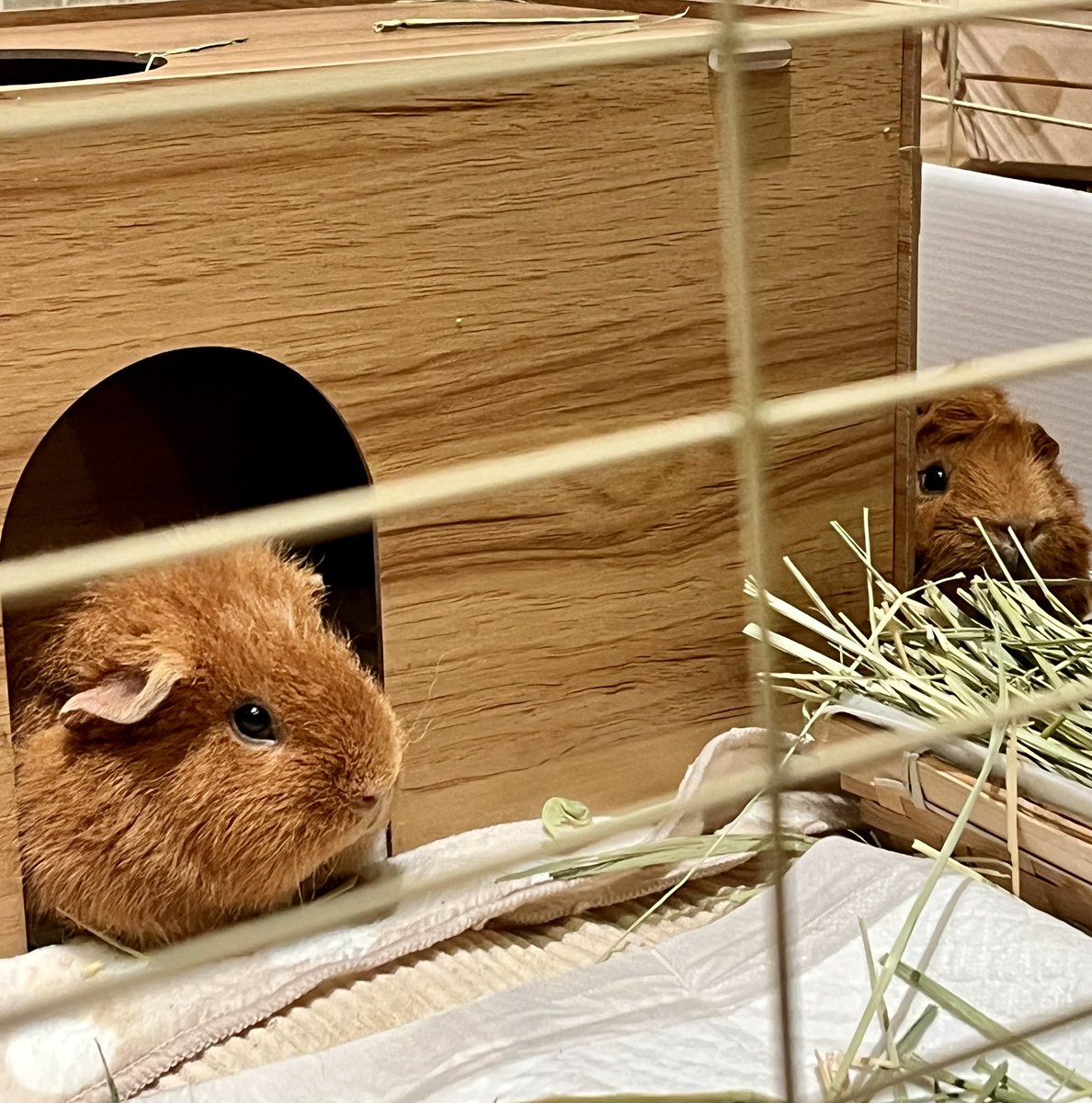 montomeru's tweet photo. 🐹🐹「草ください」
👩「抱っこさせてくれたらあげますよ」
🐹🐹「……草を諦めるわ」

で、引っ込んだモルがこちら https://t.co/XCAYBqXjpZ