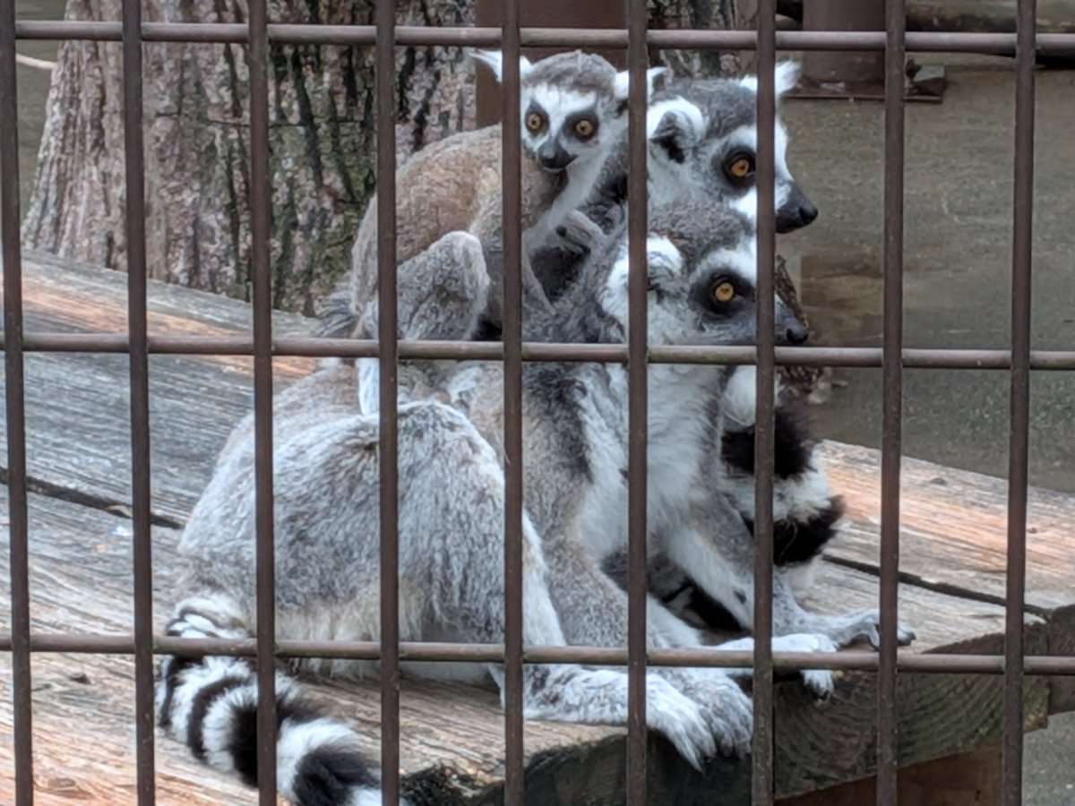 suco_tea's tweet photo. 🐒で今話題の動物園に先日行きました📸
話題の🐒さんは2枚目の飼育員さんに引っ付いてます😂
他の動物もかわいい💞👶ラッシュでした✨ https://t.co/qaxZU9yi9u