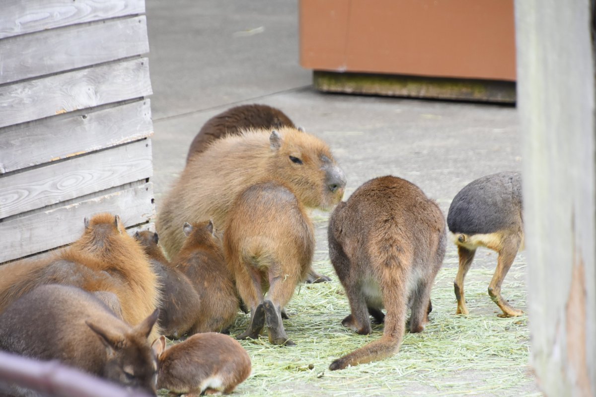 capybara4ever's tweet photo. けつようびですね。
カピバラ・ワラビー・マーラの３種のけつでおはようございます
#カピバラ
#伊豆アニマルキングダム https://t.co/xYHbpywVot