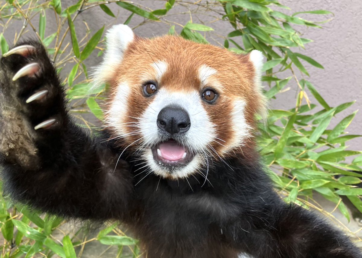 周南市徳山動物園(公式) tweet media