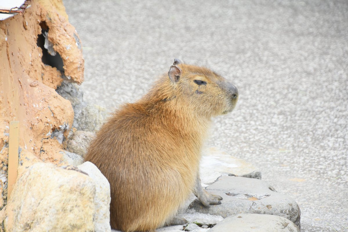 capybara4ever's tweet photo. いまだにクルマに黄色い花粉が付いて汚れまくります。
てか今年、明らかに雨が少ないぞ…
#カピバラ
#伊豆アニマルキングダム https://t.co/PpYm3Qe0tE