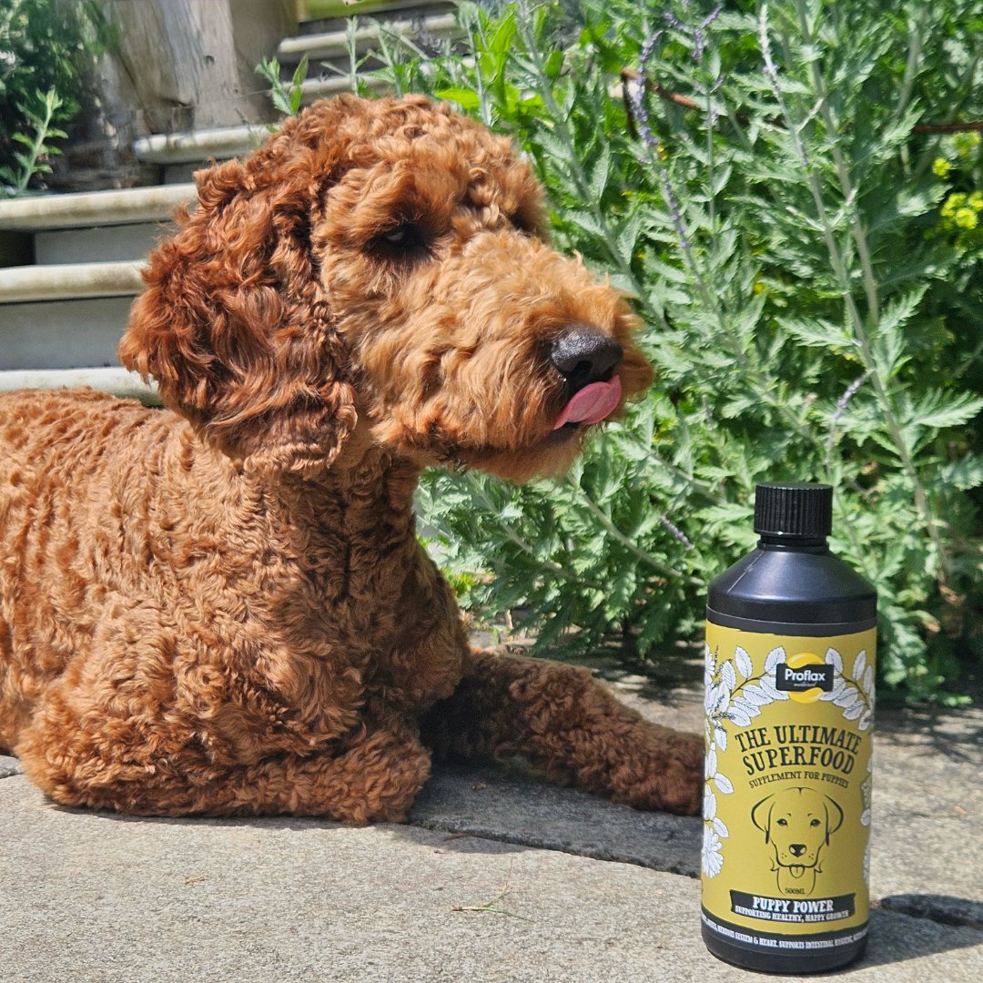 ProflaxNatural's tweet photo. Customers often ask:
“What’s the easiest supplement to give?”

Answer?
✔ No pills
✔ No fuss
✔ Just add to food

That’s why oil-based supplements are becoming so popular.

👉 https://t.co/NV5PCtoazK

#PetRetail #DogShop #PetAdvice #DogCareTips https://t.co/pTyQyKnzpl