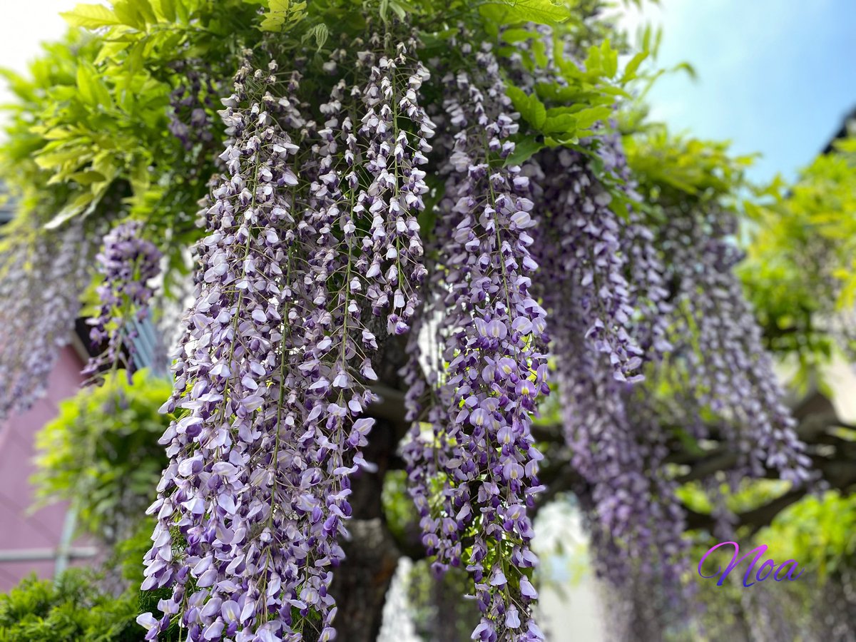 Hane_0_natural's tweet photo. 『藤の花』の花言葉

✿優しさ：風に揺れる花穂が、見る人の心を和ませる様子から

✿歓迎：花穂が風に揺れて手招きしているように見える姿から

近所に咲く
この藤の花を
1人のおばﾁｬﾏが📱で撮影されてたので
一緒にあやかり撮影会しました(≧▽≦)ﾜﾗ

今日もお疲れさまでーすꕤ︎︎·͜·♪♪*ﾟ https://t.co/23mPnvJ26j