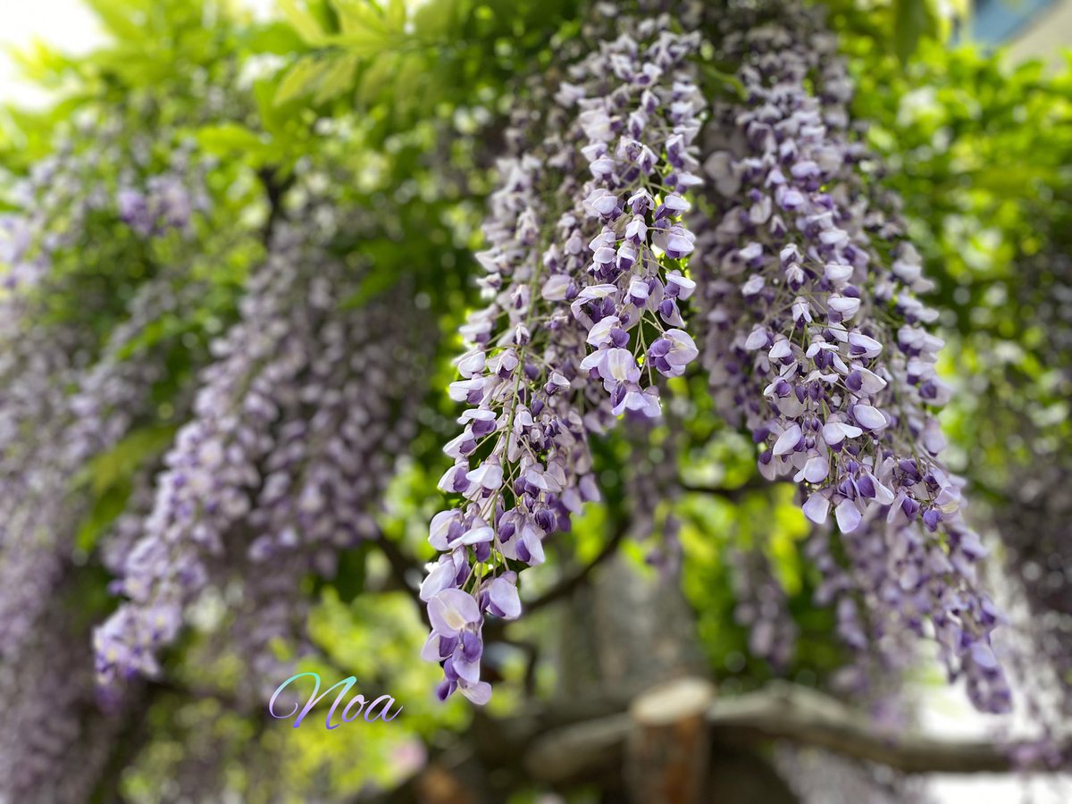 Hane_0_natural's tweet photo. 『藤の花』の花言葉

✿優しさ：風に揺れる花穂が、見る人の心を和ませる様子から

✿歓迎：花穂が風に揺れて手招きしているように見える姿から

近所に咲く
この藤の花を
1人のおばﾁｬﾏが📱で撮影されてたので
一緒にあやかり撮影会しました(≧▽≦)ﾜﾗ

今日もお疲れさまでーすꕤ︎︎·͜·♪♪*ﾟ https://t.co/23mPnvJ26j