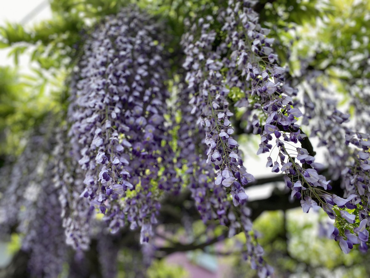 Hane_0_natural's tweet photo. 『藤の花』の花言葉

✿優しさ：風に揺れる花穂が、見る人の心を和ませる様子から

✿歓迎：花穂が風に揺れて手招きしているように見える姿から

近所に咲く
この藤の花を
1人のおばﾁｬﾏが📱で撮影されてたので
一緒にあやかり撮影会しました(≧▽≦)ﾜﾗ

今日もお疲れさまでーすꕤ︎︎·͜·♪♪*ﾟ https://t.co/23mPnvJ26j