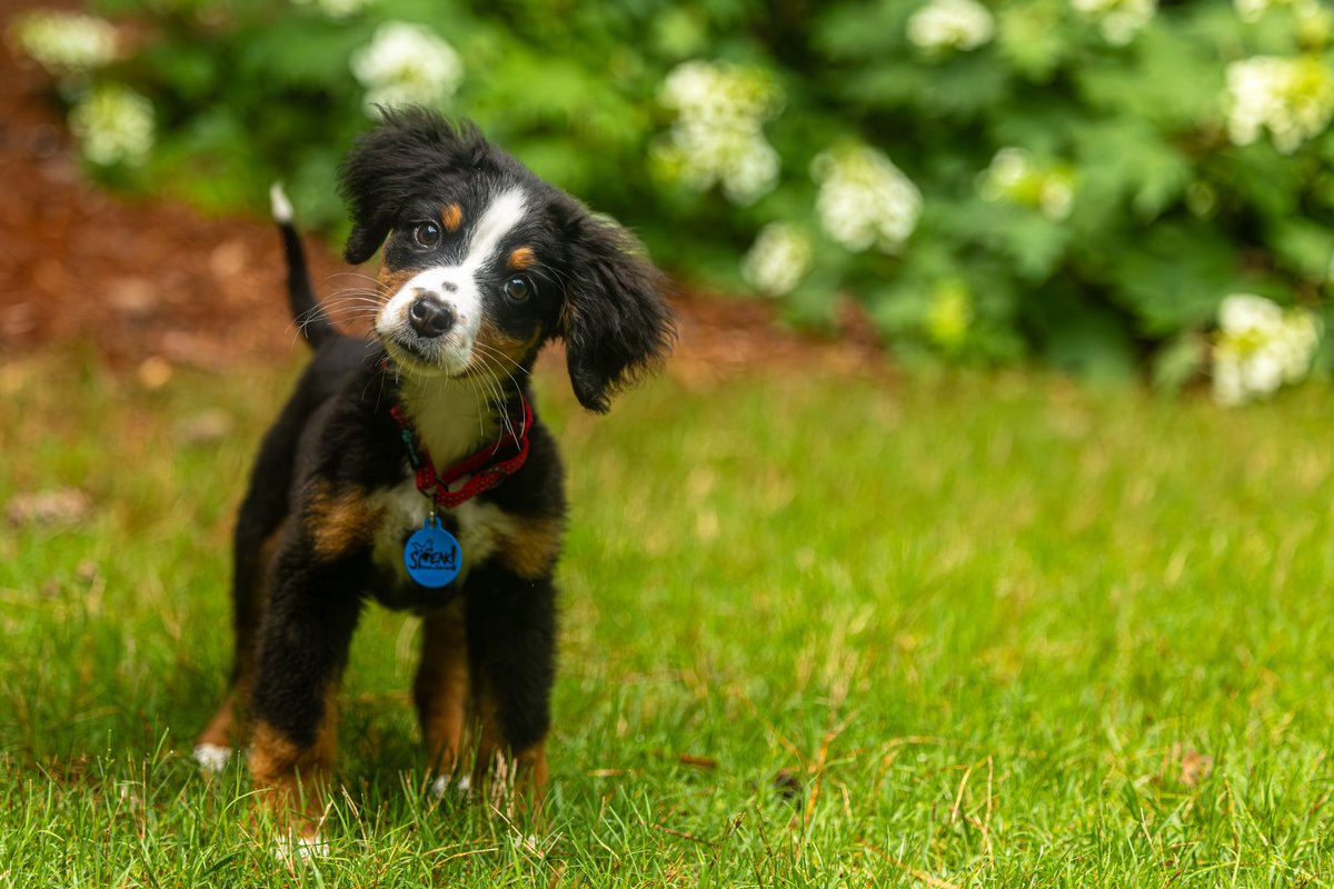 fredstrobel1's tweet photo. Matilda is being fostered in the Atlanta area for
@speakstlouis . #adoptdontshop #rescue #rescuedogs #dogsofatlanta #dogsofatl #atlanta #atl #Speaksaintlouis #artisthelpinganimals #seenequalssave #heartsspeak #dogs #eosr5MKII https://t.co/2GxStWcZne