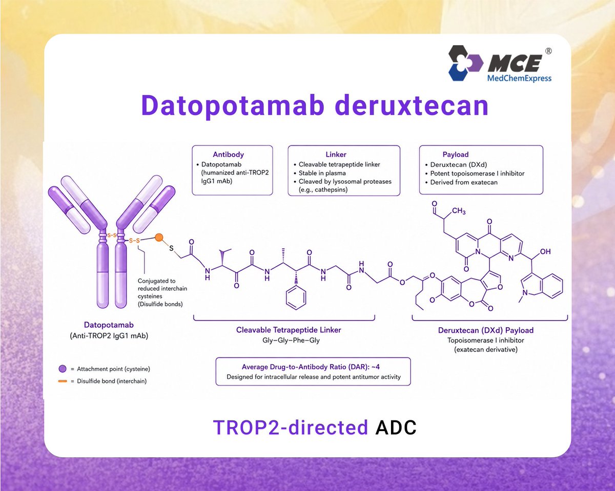 MedChemExpress's tweet photo. 💊#FDAApproval Update | The FDA has approved #Datroway (#datopotamabderuxtecan), the first TROP2-directed antibody-drug conjugate (#ADC) for first-line treatment of unresectable/metastatic triple-negative breast cancer (#TNBC) in patients ineligible for PD-1/PD-L1 therapy.
🎯Datroway combines a #TROP2-targeting antibody with a potent topoisomerase I inhibitor payload, delivering chemotherapy directly to tumor cells while limiting systemic exposure.
Why this matters:
📈Demonstrated overall survival benefit vs chemotherapy in a difficult-to-treat population
💊Expands the growing impact of ADCs in solid tumor oncology
TNBC remains one of the most aggressive breast cancer subtypes with limited targeted treatment options, making this approval a major milestone in precision oncology and ADC drug development.
🧪MedChemExpress offers Datopotamab deruxtecan for research use only: https://t.co/yaxHYo95Rm
🧪High-quality tools for breast cancer-related research: https://t.co/OE0KQPsvdY
#BreastCancer #AntibodyDrugConjugate #Oncology #PharmaNews #DrugDiscovery #MedicinalChemistry