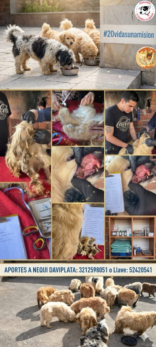Marce Tabares 🐶 tweet media